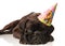 Cute black boxer with birthday hat lying