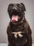 Cute black boxer yawning while sitting on grey background