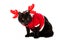 cute black british shorthair cat in christmas vest and horns