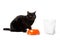 cute black british shorthair cat sitting near bowl with food