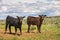 Cute Black and Brown Calves In Meadow