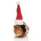 Cute black and brown guinea pig with santa cap