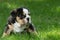 Cute black and brown wrinkled bulldog puppy in the grass, standing and facing right