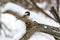 Cute Black-Capped Chickadee bird on a branch in the snow.