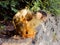 Cute black-capped squirrel monkey with sleeping baby on her back