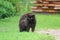Cute black cat angrily fluffed fur and he arched his back in green grass