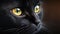 Cute black cat closeup. Micro photography.