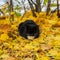 Cute black cat dozing, resting in the park on fallen bright leaves. Warm autumn sunny day.