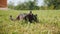 Cute black cat on leash sniffing, eating green grass sprouts, sitting on lawn