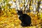 Cute black cat looks at us in park on fallen bright foliage. Warm autumn sunny day. With place for your text, for