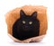 Cute black cat peeking out of a brown paper bag