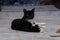 A cute black cat siting on floor and looking camera