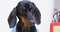 Cute black dachshund attentively looks at object