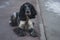 Cute black dappled dog spaniel