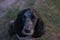 Cute black dappled dog spaniel is holding food on the nose