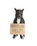 Cute black dog with Homeless Help! sign on white background. Lonely pet