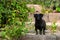 Cute black dog stands outside in nature