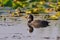 Cute black duck Eurasian Coot / Fulica atra