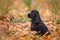 Cute black english cocker spaniel puppy