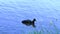 Cute black Eurasian coot duck floating