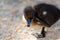 Cute black fluffy duckling standing on one leg