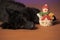 Cute black fluffy puppy pooch and christmas