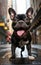 Cute black french bulldog standing with open tongue in the middle of urban environment street