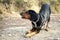 Cute black Greek hound dog playing in a desert area with a blurred background