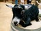 Cute black and grey goat