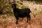 cute black hairy goat with nice curled horns