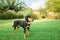 Cute black Hamilton Hound dog playing in a park on a sunny day