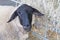 Cute black head sheep in herd looking at camera