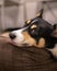 Cute black headed tri color Pembroke Welsh Corgi laying on the floor looking sleepy