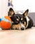 Cute black headed tri color Pembroke Welsh Corgi laying on the floor next to a toy ball .