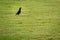 Cute black Javan myna bird is singing on the green grass field. The Javan myna (Acridotheres javanicus), also known as the white-