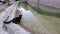 Cute black kitten is drinking water from pond