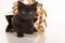 Cute black kitten in gold gift bag