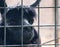 Cute black lama looking behind fence at zoo