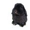 cute Black lop rabbit isolated white background