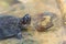 Cute black marsh turtle (Siebenrockiella crassicollis) also known as black marsh turtle, smiling terrapin, and Siamese temple