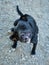 Cute black Patterdale Terrier dog scratching its ear