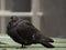 Cute Black Pigeon