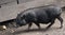 Cute black piglet on Colorado Renaissance Festival.