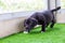 A cute black pit bull, less than 1-month-old, walks on artificial grass on a dog farm. Prolific chubby puppies need lots of love