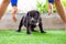 The cute black pit bull, less than 1-month-old, walks freely on artificial grass in the dog farm. A prolific, obese puppy,