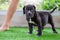 The cute black pit bull, less than 1-month-old, walks freely on artificial grass in the dog farm. A prolific, obese puppy,