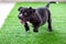 The cute black pit bull, less than 1-month-old, walks freely on artificial grass in the dog farm. A prolific, obese puppy,