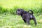 A cute black pitbull, less than a month old, walks freely on the wide lawn in the dog farm. Prolific, stout puppies need a lot of