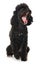 Cute black poodle yawning on white background