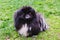 Cute black puppy funny pekingese dog